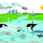 PCB pollution
