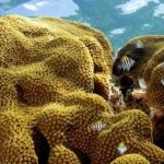 Some corals might adapt to climate