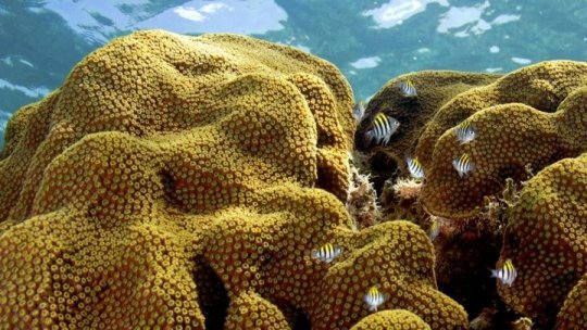 Some corals might adapt to climate