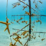 Coral bleaching increases disease risk in threatened species