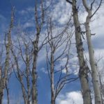 Diverse forests