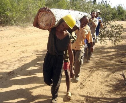 Forest carbon stocks have been overestimated for 50 years