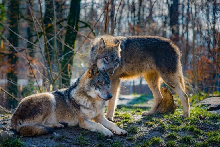 Letting nature take its course Wolves in Yellowstone National Park