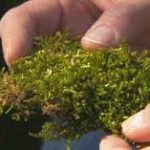 Moss rapidly detects, tracks air pollutants in real time