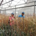 Wheat that pumps iron, naturally