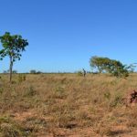 Amazon rainforest conservation