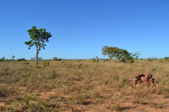 Amazon rainforest conservation