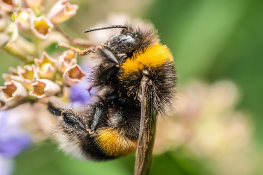 Bees on the brink