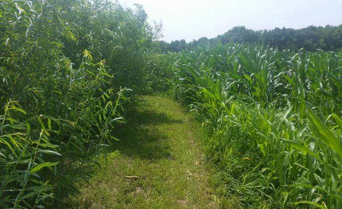 Turning marginal farmlands into a win for farmers