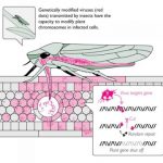 biological warfare with insects