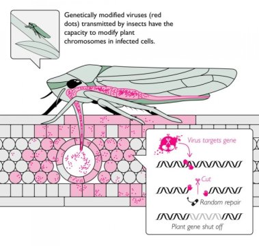 biological warfare with insects