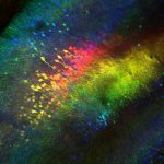 Brain area that controls social memory also triggers aggression