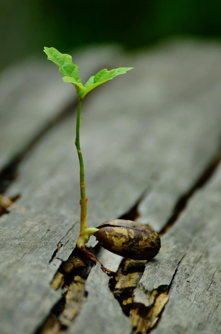 Divining roots