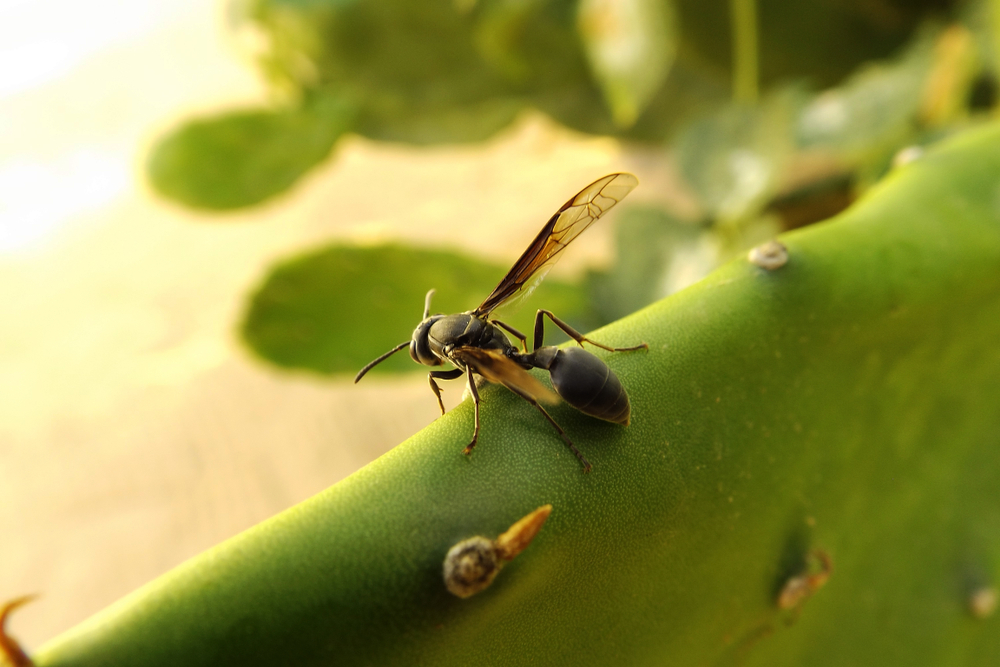 Engineers repurpose wasp venom as an antibiotic drug