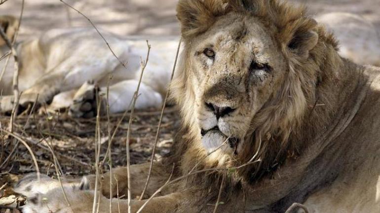 Government Launches Asiatic Lion Conservation Project