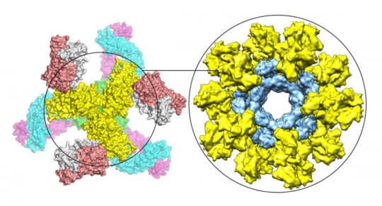 new HIV vaccine strategy