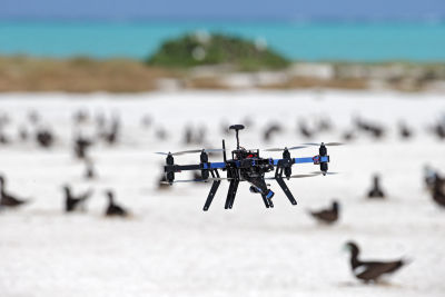 Animals may get used to drones