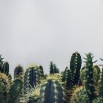 Collecting clean water from air, inspired by desert life