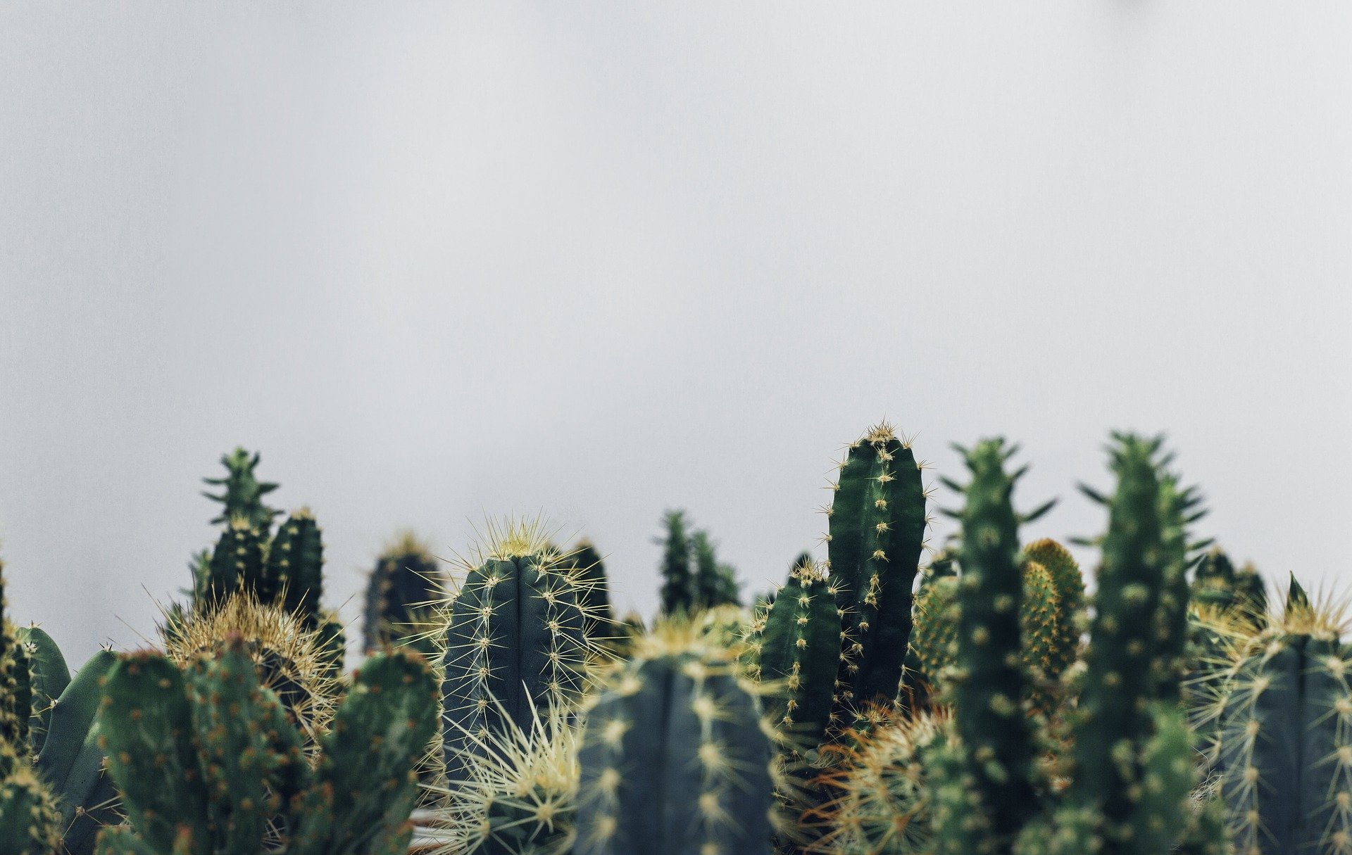 Collecting clean water from air, inspired by desert life