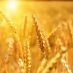 European wheat lacks climate resilience