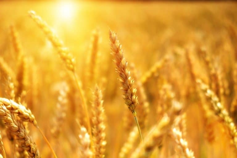 European wheat lacks climate resilience