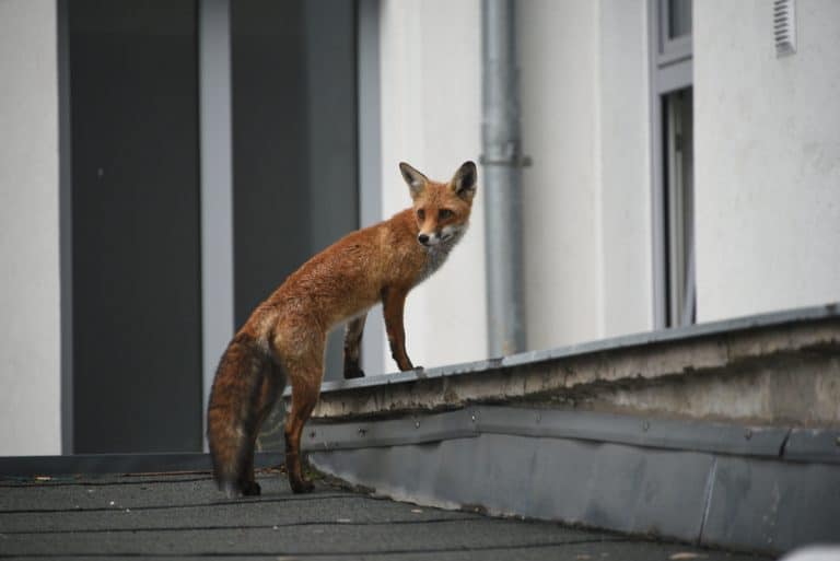 Foxes in the city