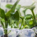 New houseplant can clean your home