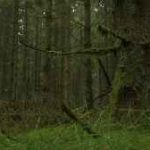 These nine measures reveal how forests are controlled by climate