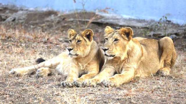 Asiatic Lion with a contribution of Rs 97.85 Cr from Centre to be spent over 3 years launched