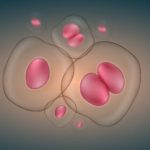 Cell study sheds light on damage caused by aging