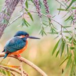 Delays in banning wildlife trade put hundreds of species at risk