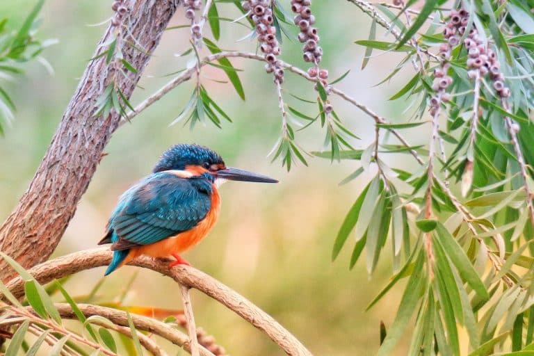 Delays in banning wildlife trade put hundreds of species at risk