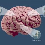Exercise benefits brains, changes blood flow in older adults, study finds