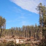 Forest soils need many decades to recover