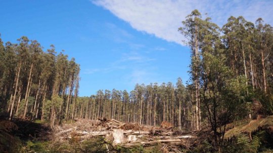 Forest soils need many decades to recover