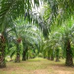 Palm oil not the only driver of forest loss in Indonesia