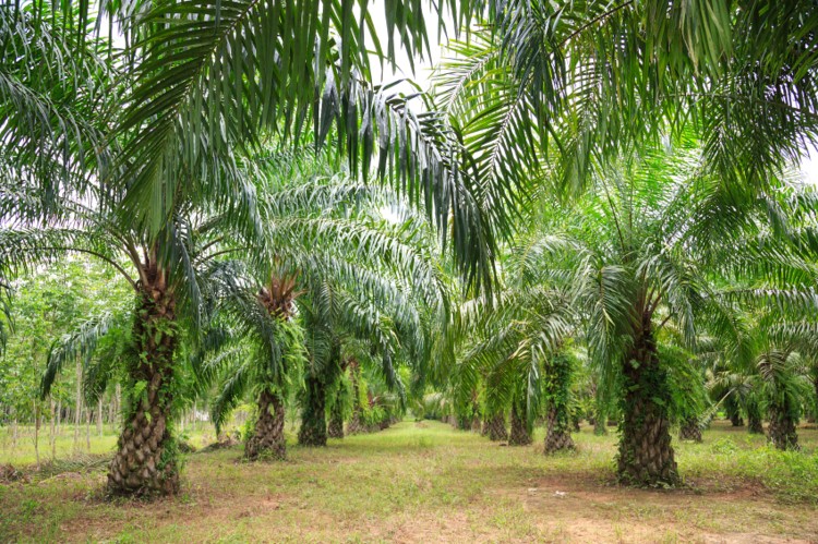 Palm oil not the only driver of forest loss in Indonesia