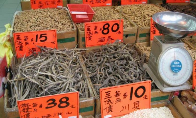 Despite export bans global seahorse trade continues