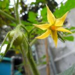 How the humble marigold outsmarts a devastating tomato pest