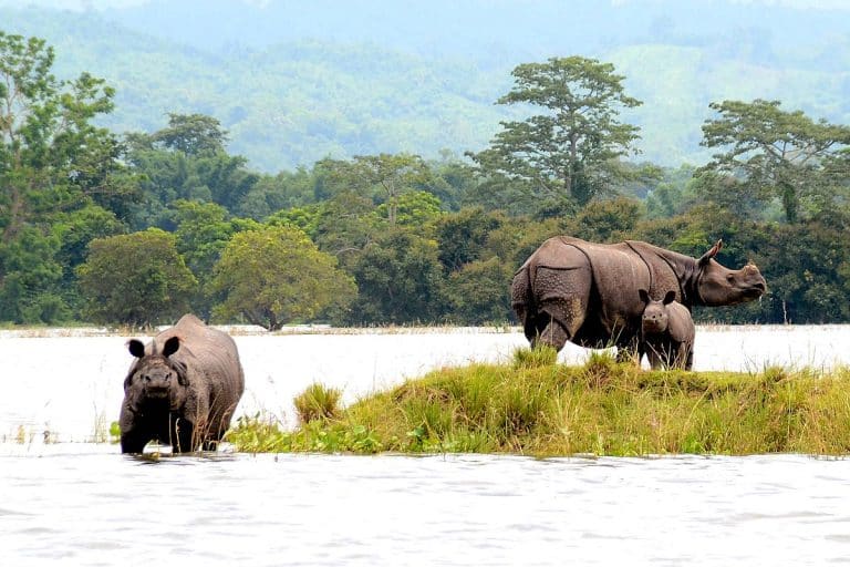 In developing nations, national parks could save endangered species