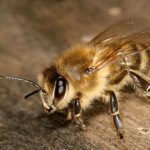 Insects in decline