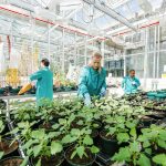 New plant breeding technologies for food security