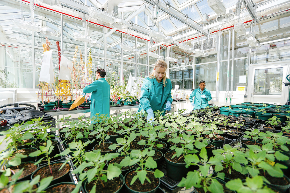 New plant breeding technologies for food security