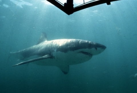 Risk remains low despite rise in global shark attacks
