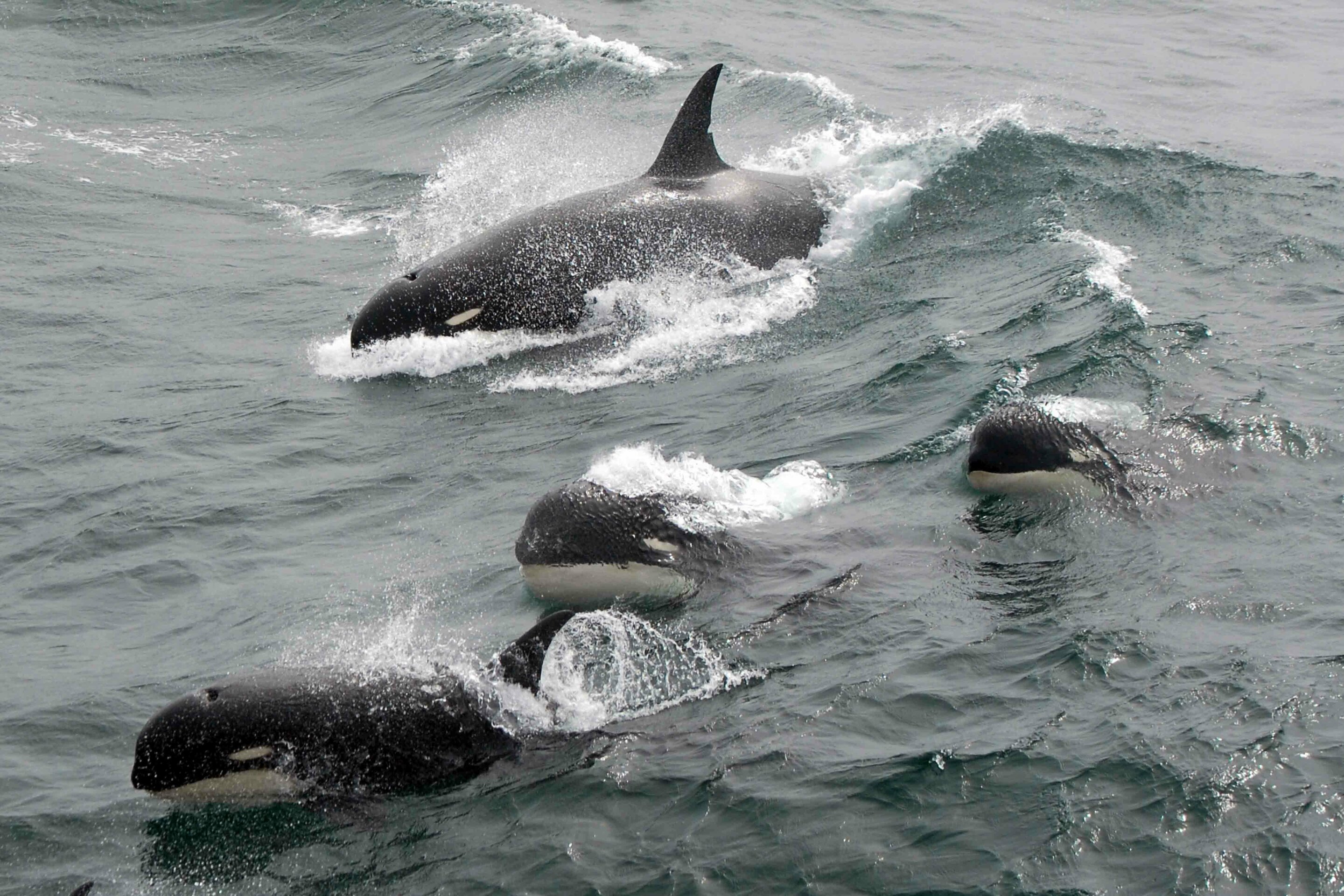Scientists find mystery killer whales off Cape Horn, Chile