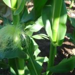 corn plant