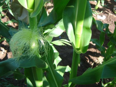 corn plant