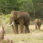 Asian elephants may lose up to 42 percent