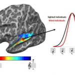 Brains of blind people adapt to sharpen sense