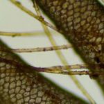 Fur discoveries in Iron Age graves testify